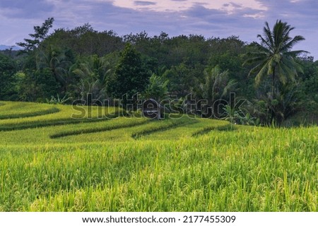 Rice fields in ubud bali, indonesia
