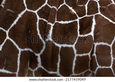 Fur texture close up of a giraffe.