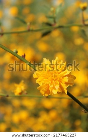 Close-up of fully bloomed yellow-orange flower of kerria japonica also known as Japanese rose on blurred background