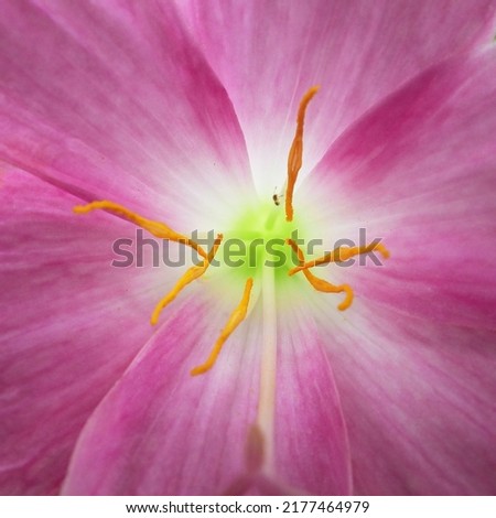 macro shot pollen of pink Fairy Lily ( Zephyranthes spp. and hybrid )