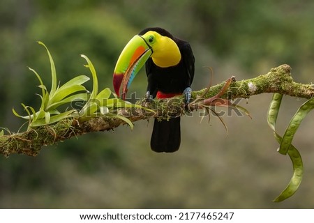 A Keel billed Toucan, a bird of the rain forest of Central America.