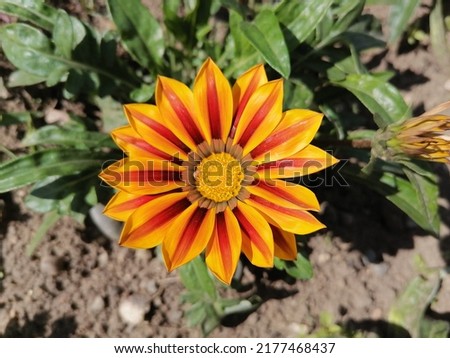 Bright different flowers of gazania of different varieties