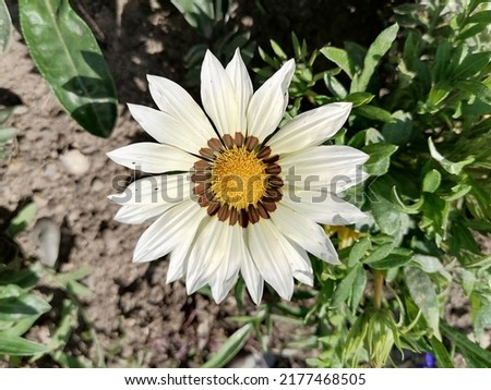Bright different flowers of gazania of different varieties