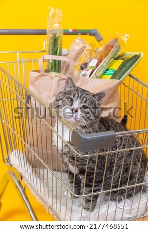 Strong cat standing in shopping cart, on yellow background