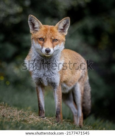 Here is a selection of my best wildlife images of mammals taken of the course of two years. Royalty-Free Stock Photo #2177471545