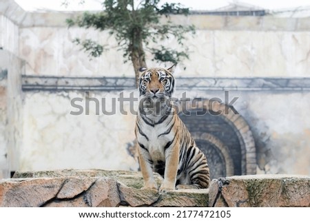 Tiger standing still inside a zoo