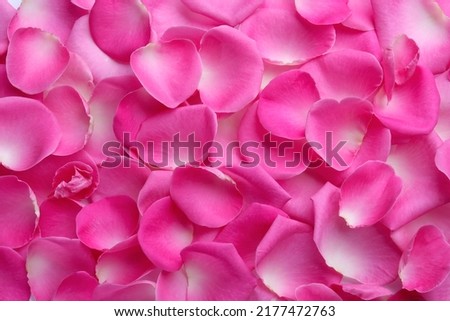 Closeup of many pink rose petals as background, top view