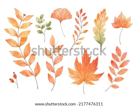 Vector watercolor Set of fall leaves, maple leaf, acorns, berries, spruce branch. Forest design elements. Hello Autumn illustrations. Perfect for seasonal advertisement, invitations, cards Royalty-Free Stock Photo #2177476311
