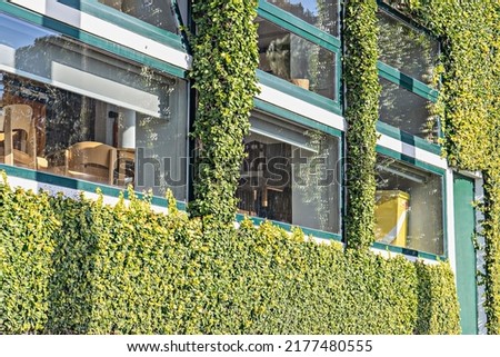 Office windows and building facade whole plant covered with plants of hedge. Hedge, green wall. Greening of city buildings Royalty-Free Stock Photo #2177480555