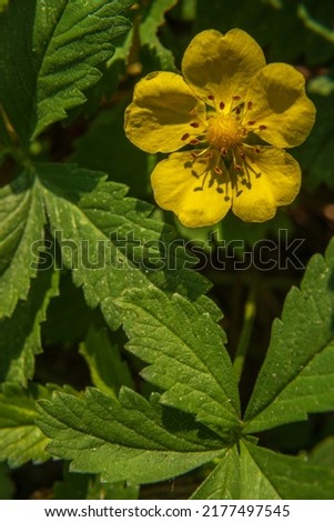 Yellow "Cinquefoil" flower (or Fingerkraut) in St. Gallen, Switzerland. Its Latin name is Potentilla Eriocarpa (Syn Potentilla Davidii), native to Himalayas Moldova
