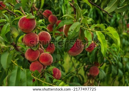 Peaches growing on a tree  branches Fresh sunset light blur green background Natural fruit.  organic  Ripe Moldova Beautiful close up very fruitful tree Royalty-Free Stock Photo #2177497725