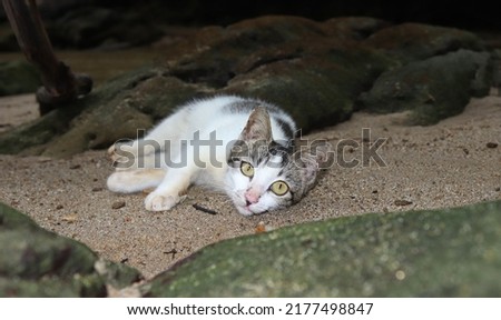 animal, little cat relaxing while sleeping on the sand in the beach area