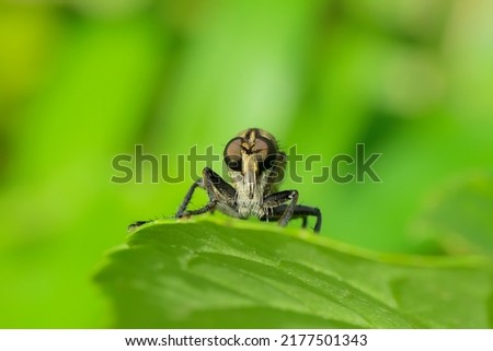 The Asilidae are a family of robber flies, also called killer flies. They are strong, hairy flies with a short, sturdy proboscis that covers the sharp, sucking hypopharynx. Macro shoot Royalty-Free Stock Photo #2177501343