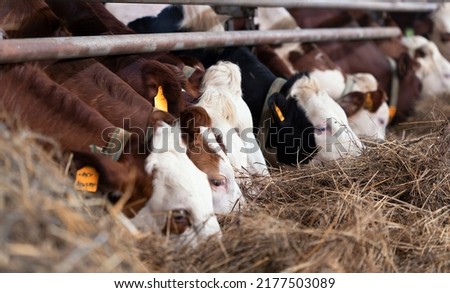 Cowshed barn with holstein dairy cows. Cows in stall on large modern farm eating hay and silage.Feeding calves in animal husbandry.Milk and meat production.Livestock business, agriculture industry