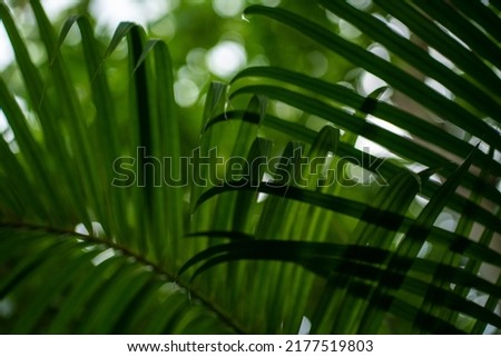 Green coconut palm tree leaf in tropical summer forest green background