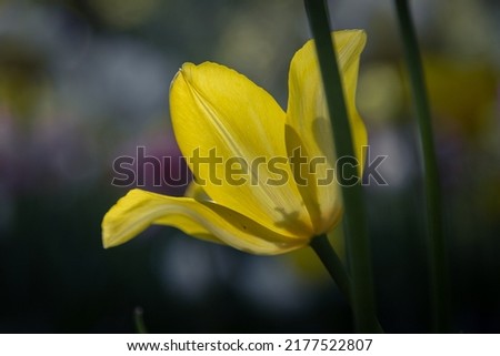 isolated flower close-up. macro. desktop wallpapers. floral background. yellow large tulip.