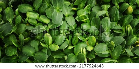 Green leaves background. Sunflower microgreen sprouts Royalty-Free Stock Photo #2177524643