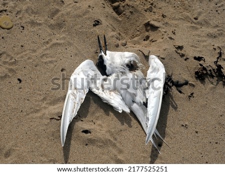 dead sandwich tern washed up on beach, infected by avian influenza (also known as bird flu) Royalty-Free Stock Photo #2177525251