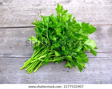 Parsley bunch on wooden table background. Fresh parsley natural  harvest. Organic italian parsley closeup on rustic wood table, vegetarian food background. Bunch of raw green parsley top view above Royalty-Free Stock Photo #2177532407