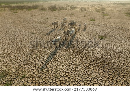 Livestock and Climate change, Thin cows walking on dry cracked earth looking for fresh water due lack of rain, an impact of drought and World Climate change. Royalty-Free Stock Photo #2177533869