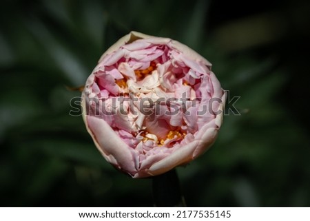 isolated flower close-up. macro. desktop wallpapers. floral background. a peony bud. an unopened peony of delicate pink color. top view