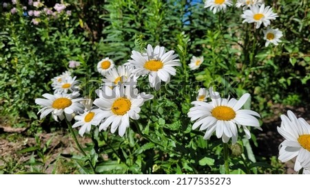 Many different daisies can be seen in the picture.  There are also various sprinklers in the background.  The aspect ratio is 9:16.  It is a JPEG file.