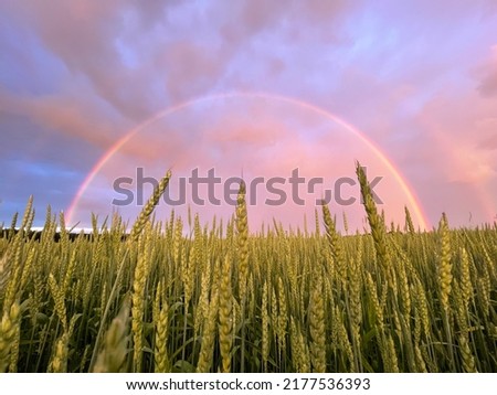 Stunning full rainbow in wheat fields with dramatic clouds in the middle of Europe. Spikelets of wheat. Rainbow in the village. Fantastic rainbow bubble in the fields of Europe Royalty-Free Stock Photo #2177536393