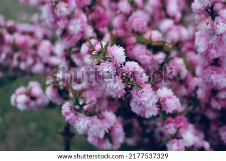 Beautiful and aesthetic prunus cherry flowers 