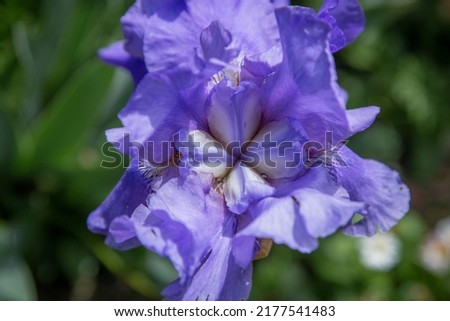 isolated flower close-up. macro. desktop wallpapers. floral background. the middle of the iris is purple. top view