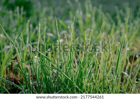 Closeup or macro of dew or water drops in grass in the morning