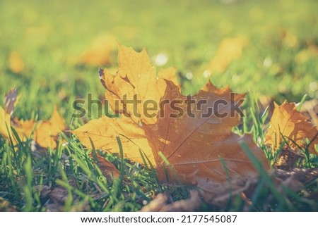 Autumn time - soft focus effect. Blur natural - leaves bokeh background