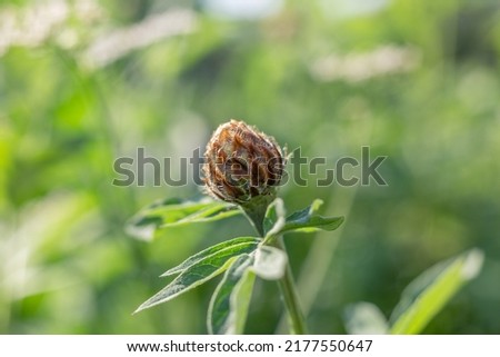 isolated plant close-up. macro. desktop wallpapers. vegetable background. closed bud
