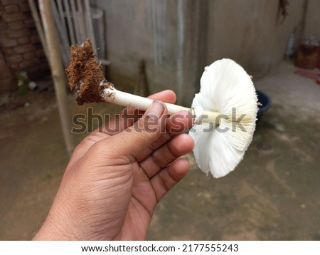 White mushroom in hand. Mushroom is a very popular vegetable of India. There are many benefits of eating mushrooms. Picture of mushroom with gray background.