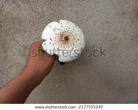 White mushroom in hand. Mushroom is a very popular vegetable of India. There are many benefits of eating mushrooms. Picture of mushroom with gray background.
