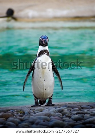 Penguin spotted at Zoo in central London