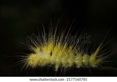Closeup of Calliteara horsfieldii or Tussock Moth caterpillar covered with hairs crawling on dense of crawling on green leaves.