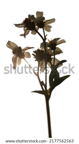 Flowers on white background sillouette bokeh