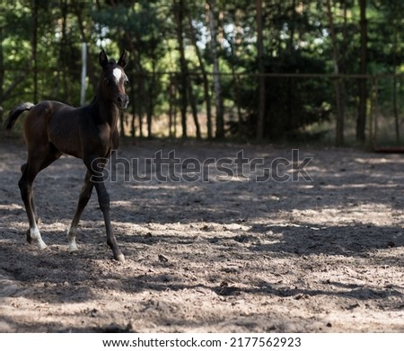 Arabian horse foal on the paddock