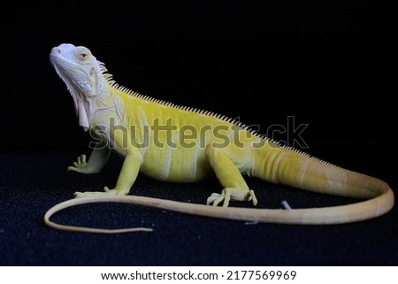 A yellow iguana (Iguana iguana) with an elegant pose. Selective focus on black background.