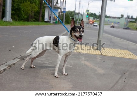 American Toy Fox Terrier in on a blue leash near the highway.