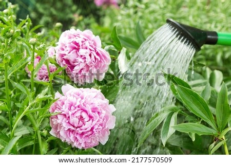 Watering can watering pink peony flowers in garden on garden bed close up