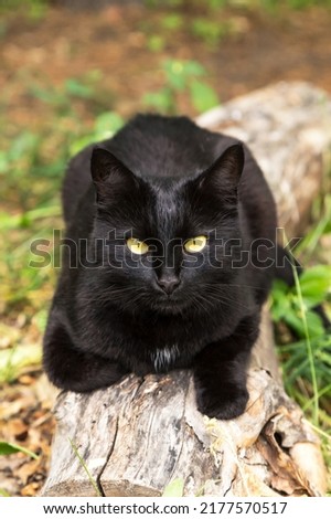 Black cat with yellow eyes and attentive smart look lying on log outdoor in nature garden in sunlight. Сat is looking in camera	