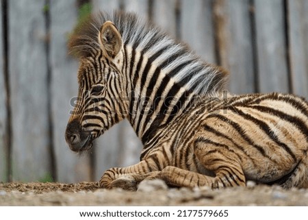Burchell's zebra resting in zoo