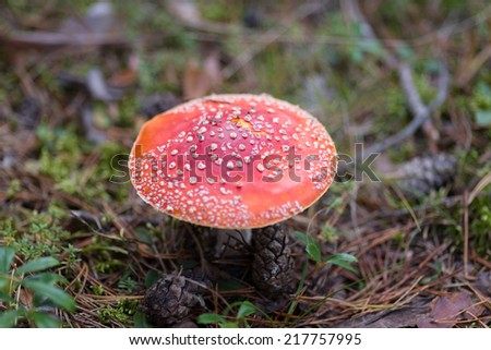 Image of Close-up picture of a Amanita poisonous mushroom in nature