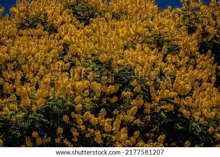 : yellow flowers on the background of blue sky