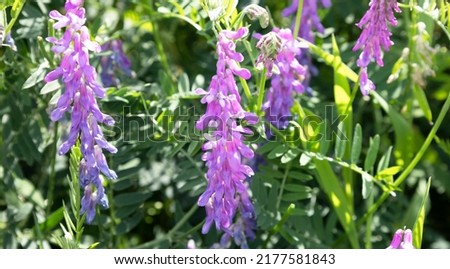 Closeup of beautiful pink or purple Vicia villosa known as the hairy vetch, fodder vetch or winter vetch. Blossom flower in botanical garden or field in sunny day
