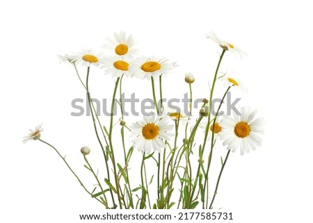 Bouquet of Daisy or Chamomiles isolated on a white background. Royalty-Free Stock Photo #2177585731