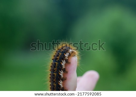 Caterpillar on the palm of a person, a hairy insect, a large black, brown, orange caterpillar crawls on the fingers on the hand on a green background of leaves in summer.