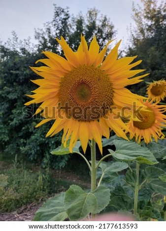 Sunflower picture from a farmers garden
