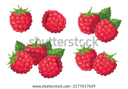 Set of fresh raspberries in cartoon style. Vector illustration of berries large and small sizes with leaves and separately on white background. Royalty-Free Stock Photo #2177617639